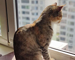 Кошки в Москве: Тетрис элегантная нежная кошечка Девочка, 1 руб. - фото 2