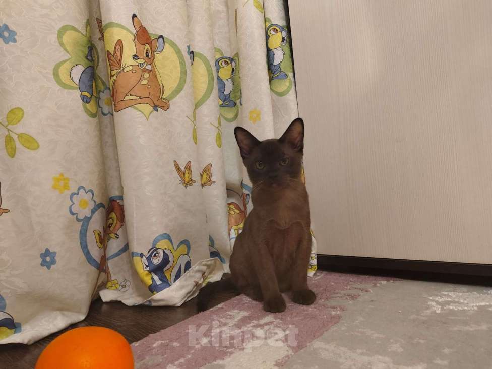 Кошки в Лыткарино: Бурманские котятки Девочка, 20 000 руб. - фото 4