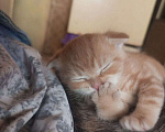 Кошки в Челябинске: Вислоухий котенок – истинный Мандарин! 🍊🐾 Мальчик, 5 000 руб. - фото 3