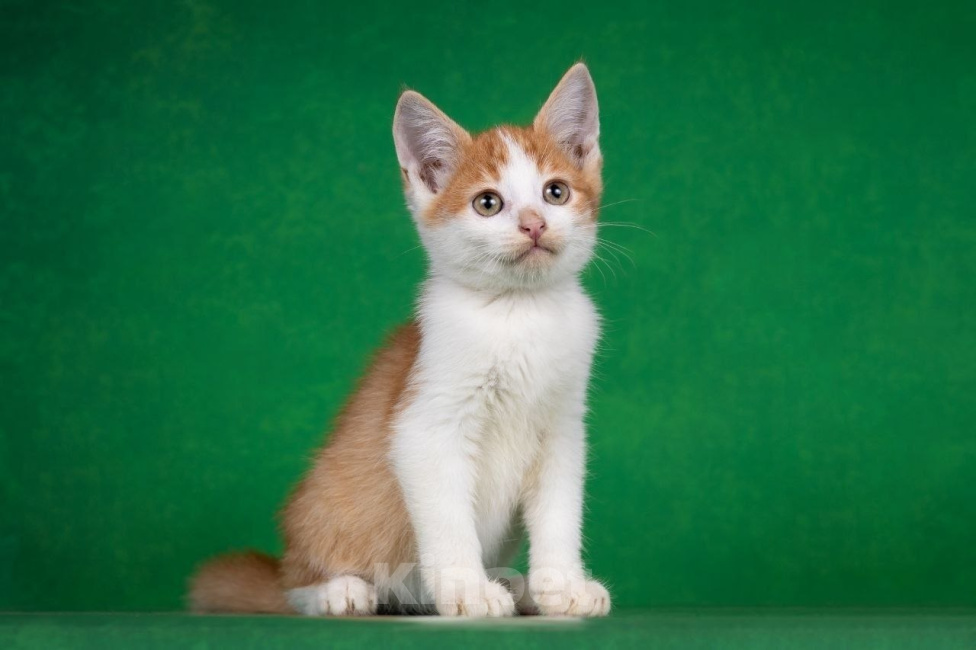 Кошки в Москве: Котенок Гелик ищет дом Мальчик, Бесплатно - фото 4