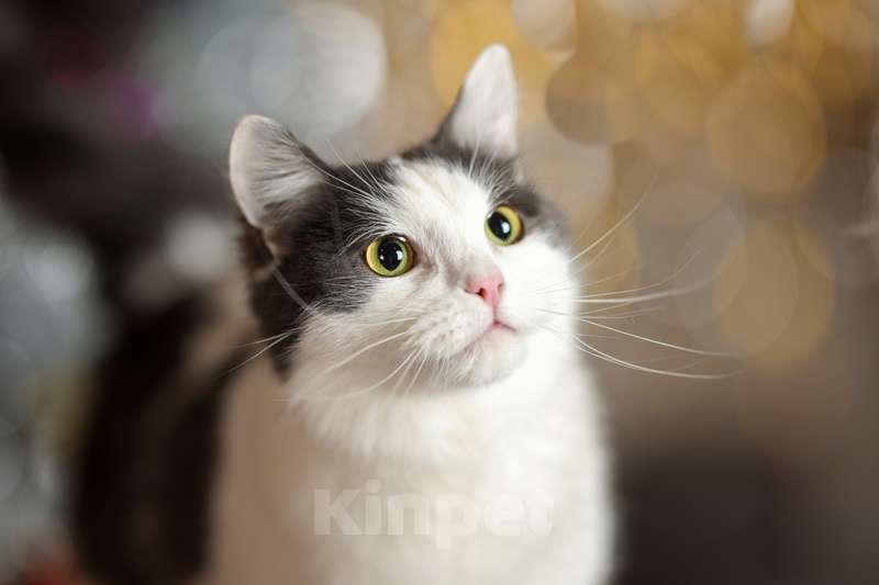 Кошки в Москве: Сибирский молодой ласковый кот Пушок в добрые руки Мальчик, Бесплатно - фото 2