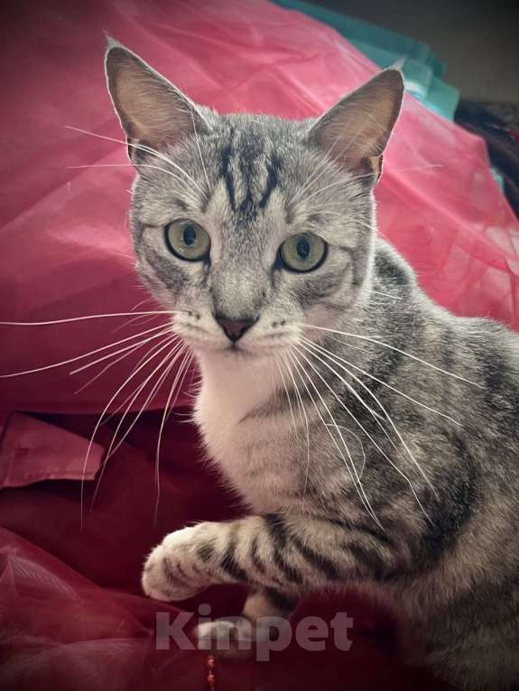 Кошки в Москве: Снежно-серебристый кот Буся в дар Мальчик, 1 руб. - фото 2