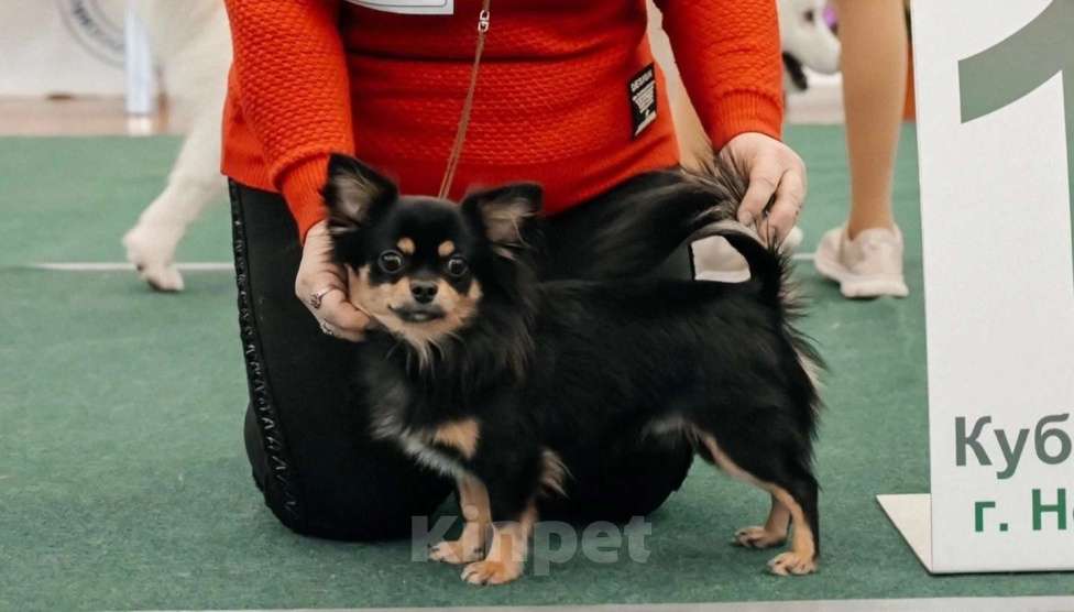 Собаки в Новосибирске: Вязка Чихуахуа  Мальчик, 20 000 руб. - фото 3