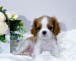 Собаки в Тамбове: Щенок кавалер Кинг Чарльз спаниель  Мальчик, 80 000 руб. - фото 2