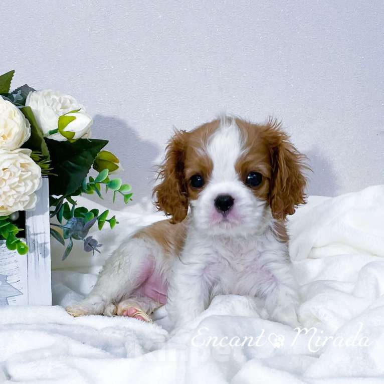 Собаки в Тамбове: Щенок кавалер Кинг Чарльз спаниель  Мальчик, 80 000 руб. - фото 2