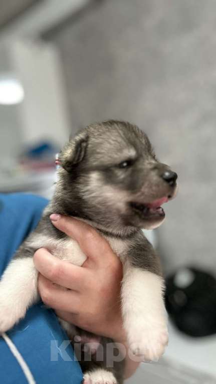 Собаки в Барнауле: Малыши сибирской хаски Мальчик, Бесплатно - фото 4