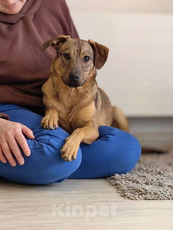 Собаки в Чехове: Алиса - идеальная собака для квартиры Девочка, Бесплатно - фото 2