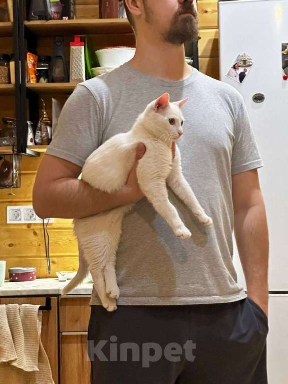 Кошки в Москве: Котегок Снежок ищет дом Мальчик, Бесплатно - фото 3