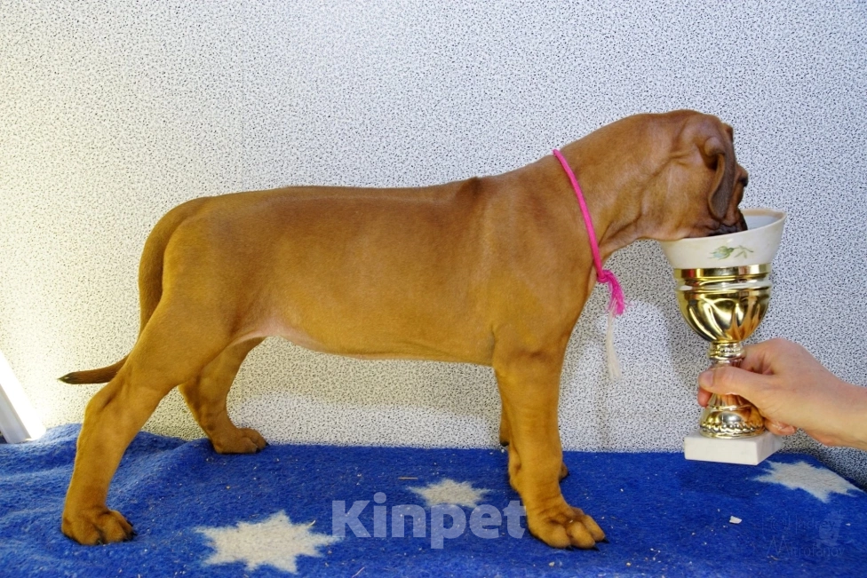 Собаки в Кумертау: Родезийский риджбек.щенки Девочка, Бесплатно - фото 3