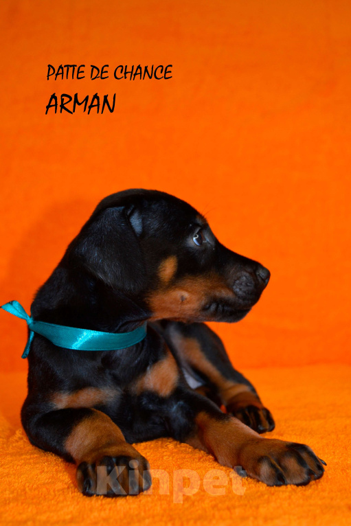 Собаки в Санкт-Петербурге: Щенок добермана Арман Мальчик, 130 000 руб. - фото 3