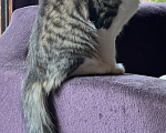 Кошки в Москве: Котенок Мисси Девочка, Бесплатно - фото 7