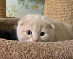 Кошки в Санкт-Петербурге: Вислоухая кошка  Мальчик, 5 000 руб. - фото 3