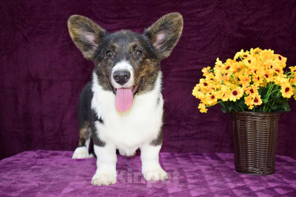 Собаки в Краснодаре: Вельш корги кардиган  Мальчик, 25 000 руб. - фото 2