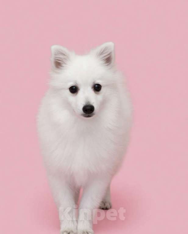 Собаки в Москве: Сука японского шпица Девочка, 50 000 руб. - фото 3