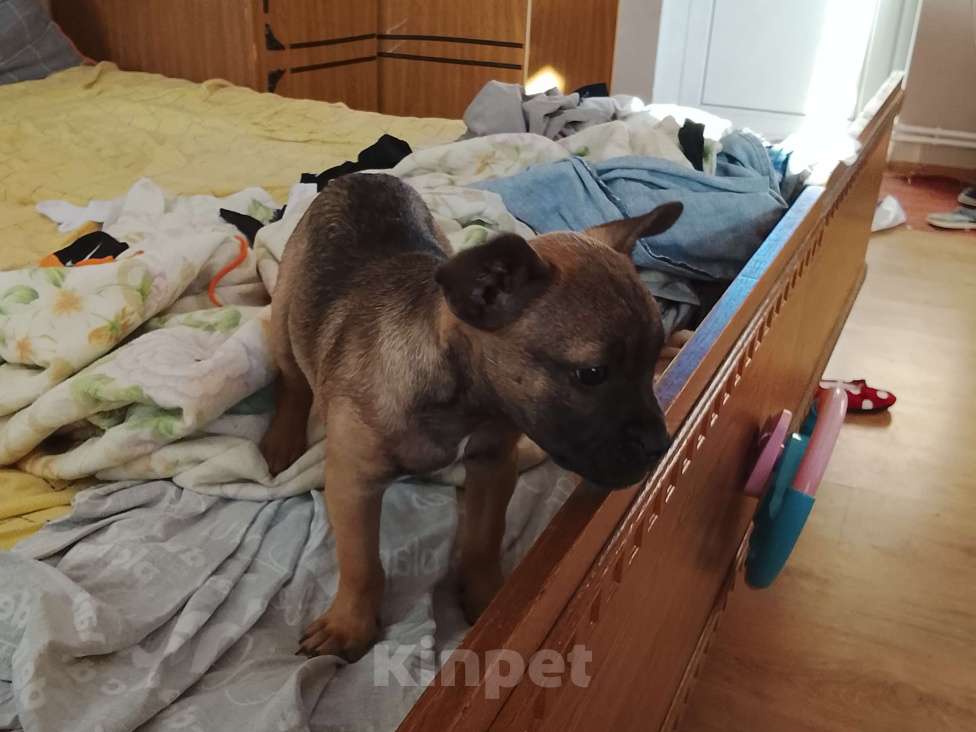 Собаки в других городах Краснодарского края: Щенок французский бульдог Мальчик, 20 000 руб. - фото 6