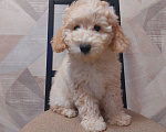 Собаки в Дзержинске: Пудель Мальчик, 30 000 руб. - фото 1