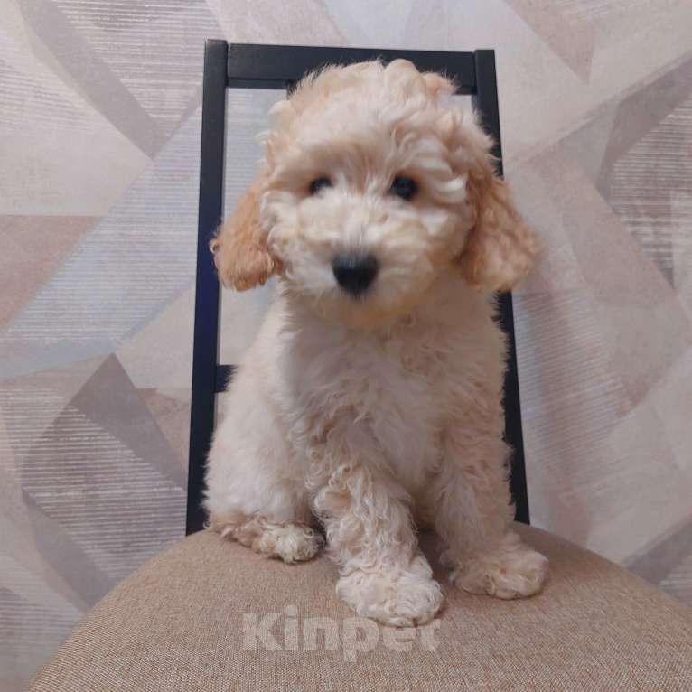 Собаки в Дзержинске: Пудель Мальчик, 30 000 руб. - фото 1