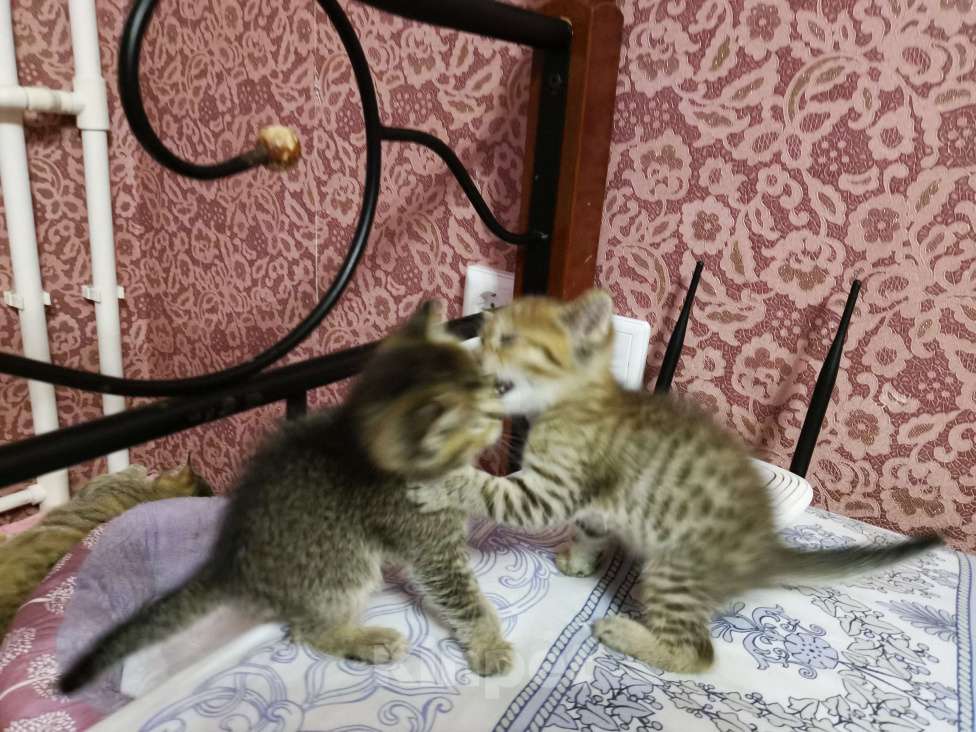 Кошки в Москве: Шотландские котята  Мальчик, 15 000 руб. - фото 5