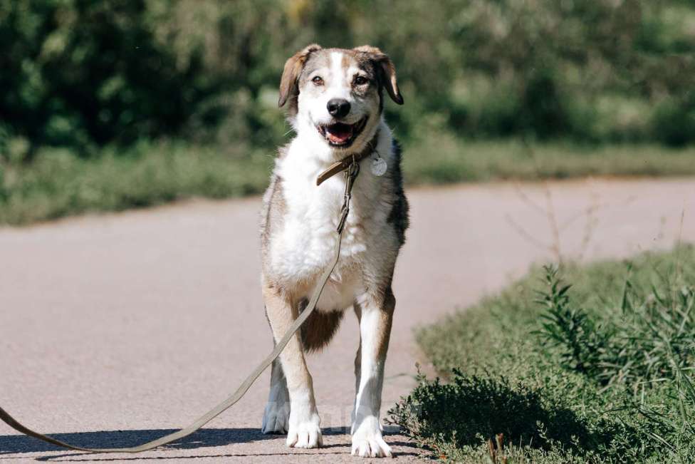 Собаки в Москве: Герасим Мальчик, Бесплатно - фото 3