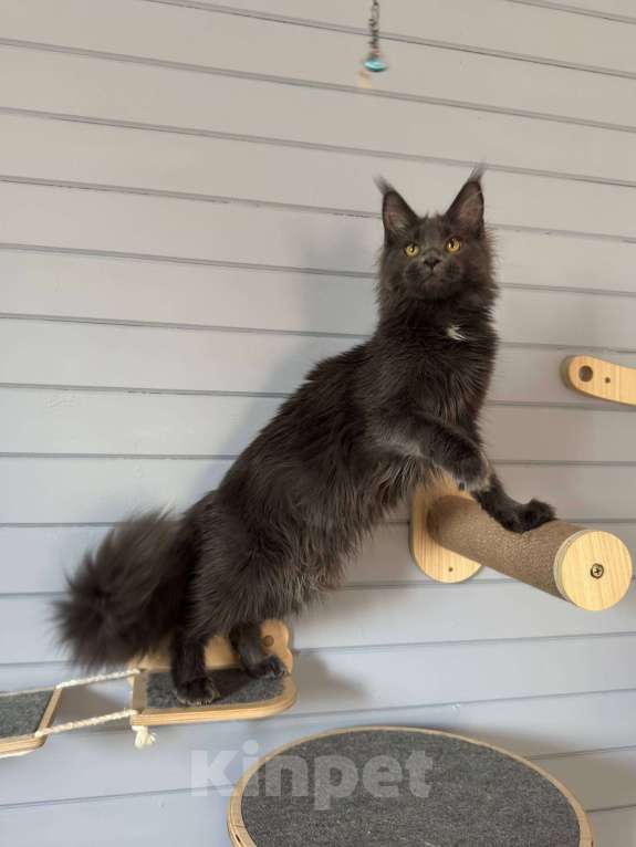 Кошки в Москве: Мейн-кун котёнок Девочка, 35 000 руб. - фото 1