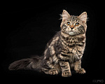 Кошки в Новосибирске: Сибирский котенок Вафля Девочка, 70 000 руб. - фото 2