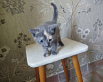 Кошки в Подольске: дом для котейки Девочка, Бесплатно - фото 1