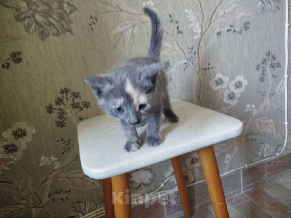 Кошки в Подольске: дом для котейки Девочка, Бесплатно - фото 1