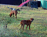 Собаки в Одинцово: Родезийский риджбек мальчик. Стандарт. Мальчик, Бесплатно - фото 10