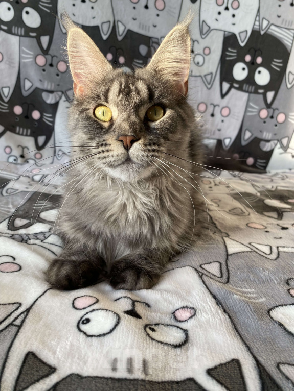 Кошки в Санкт-Петербурге: Молодая кошечка Мейн кун Девочка, 20 000 руб. - фото 1