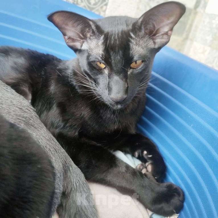 Кошки в Зеленоградске: черный орик Мальчик, 25 000 руб. - фото 3