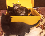 Кошки в Нижнем Тагиле: 🐱 Котята от Британской кошки 🐱 Мальчик, Бесплатно - фото 2