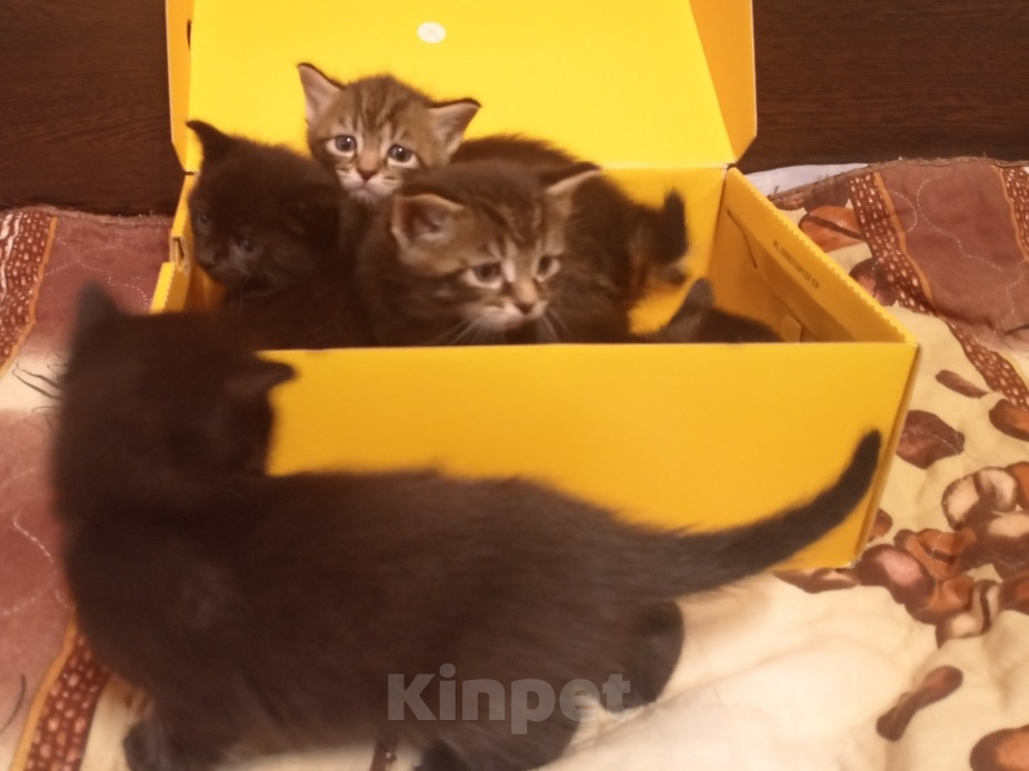 Кошки в Нижнем Тагиле: 🐱 Котята от Британской кошки 🐱 Мальчик, Бесплатно - фото 2