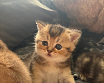 Кошки в Альметьевске: Шотландская золотая шиншилла Разнополые, 17 000 руб. - фото 1