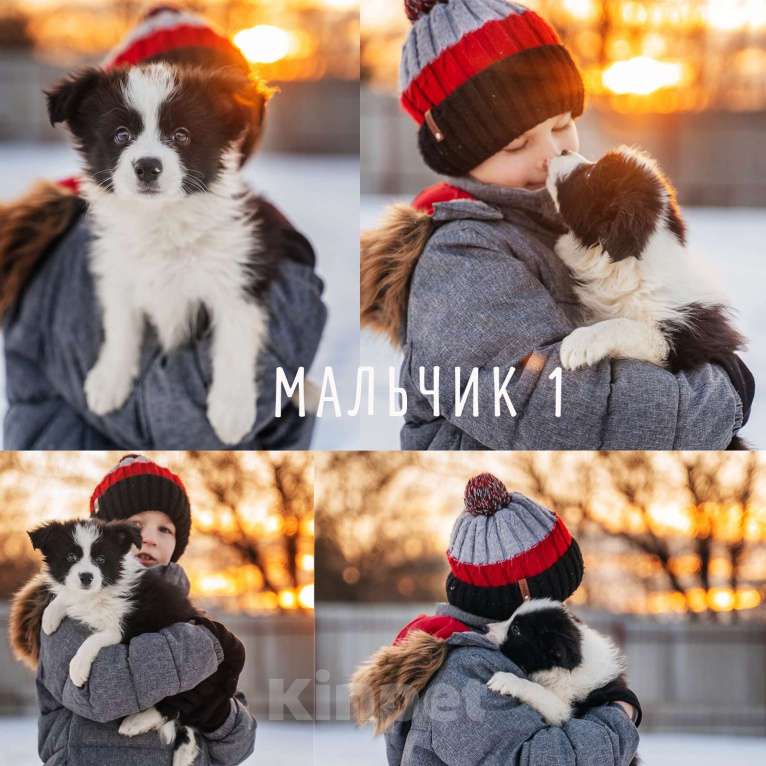 Собаки в Москве: Щенки бордер-колли с документами РКФ Мальчик, 60 000 руб. - фото 1