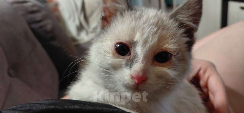 Кошки в Рязани: Грустный котёнок в добрые руки Девочка, Бесплатно - фото 1