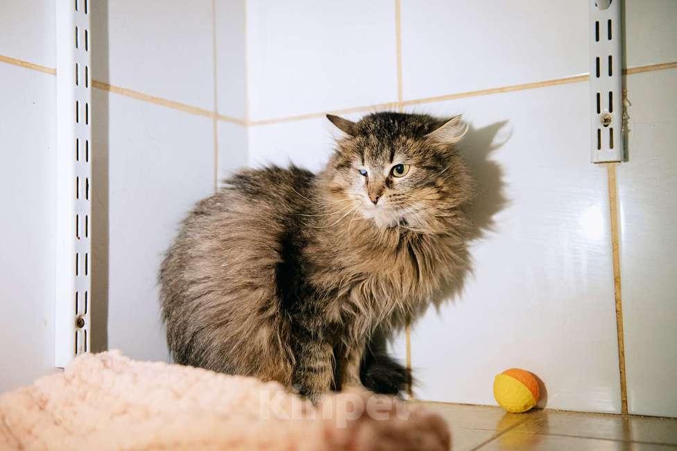 Кошки в других городах Московской области: Лакрица мечтает найти свой дом Девочка, Бесплатно - фото 5