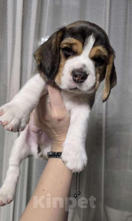 Собаки в Чите: Синяя лента Мальчик, 50 000 руб. - фото 2