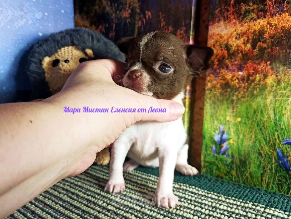 Собаки в Санкт-Петербурге: Еленсия мини и Ева супер мини чихуахуа Девочка, 100 000 руб. - фото 4