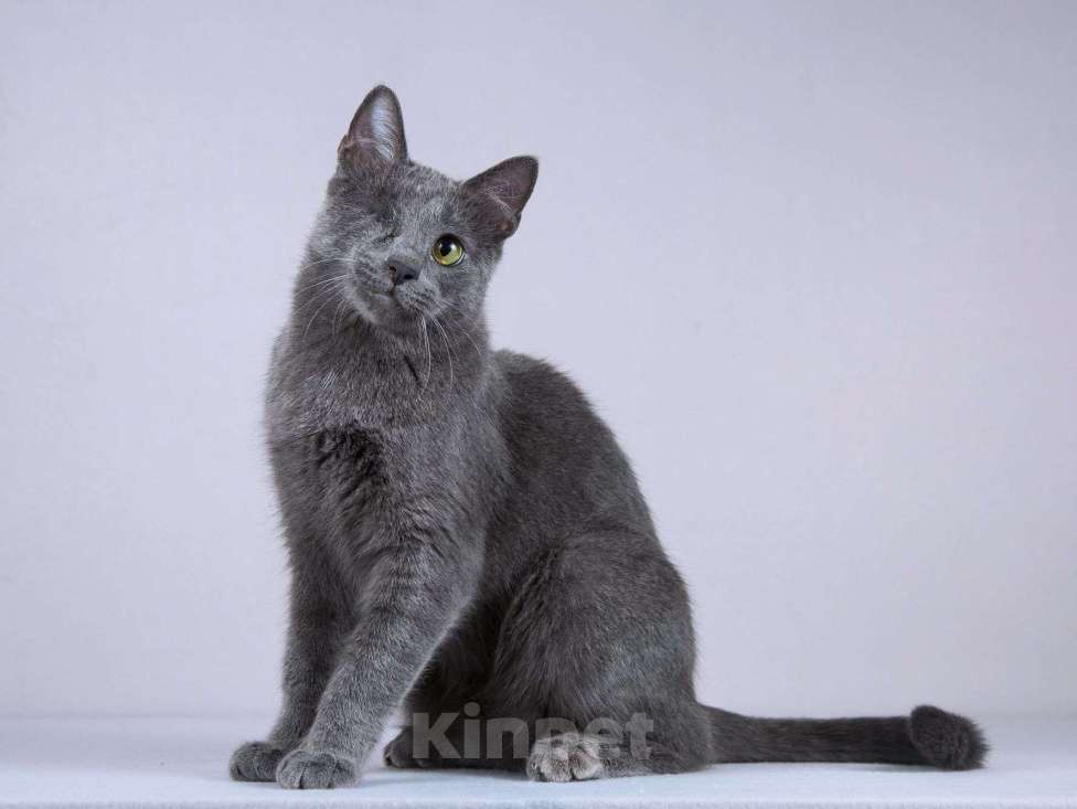 Кошки в Москве: Нежный ласковый котик Лапозай в добрые руки Мальчик, Бесплатно - фото 3