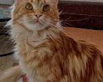 Кошки в Энгельс: Продаю кошку Мейн кун Девочка, 25 000 руб. - фото 3