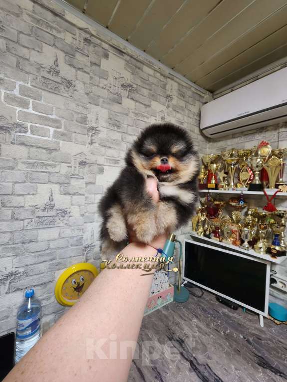 Собаки в Москве: Шпиц померанский в медвежьем типе мальчик из племенного питомника Мальчик, Бесплатно - фото 2