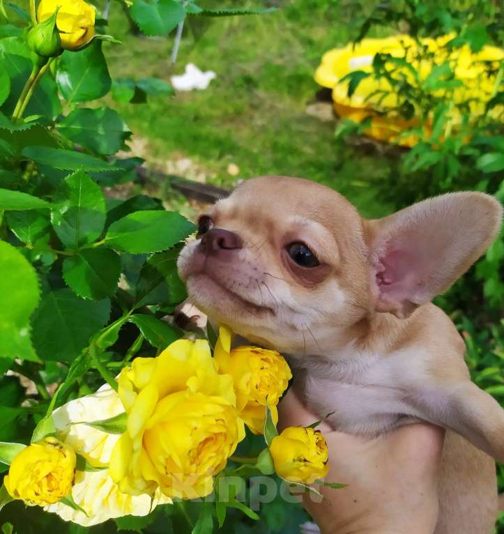 Собаки в Москве: красивый рыжий мальчик гш чихуахуа Мальчик, 45 000 руб. - фото 3