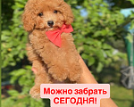 Собаки в Москве: Мальтипу - Умнейший щенок Мальчик, Бесплатно - фото 1