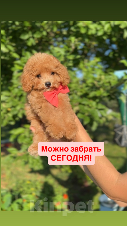 Собаки в Москве: Мальтипу - Умнейший щенок Мальчик, Бесплатно - фото 1