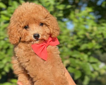 Собаки в Москве: Мальтипу - Умнейший щенок Мальчик, Бесплатно - фото 1