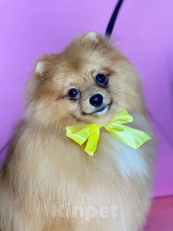 Собаки в Новосибирске: Вязка кобель, рыжий пушистый мальчик  Мальчик, Бесплатно - фото 5