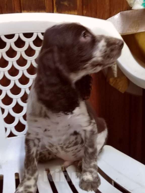Собаки в Москве: Щенок русского охотничьего спаниеля Мальчик, 35 000 руб. - фото 4