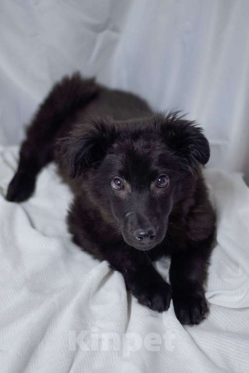 Собаки в Ногинске: Джус - маленький щенок в добрые руки Мальчик, Бесплатно - фото 1