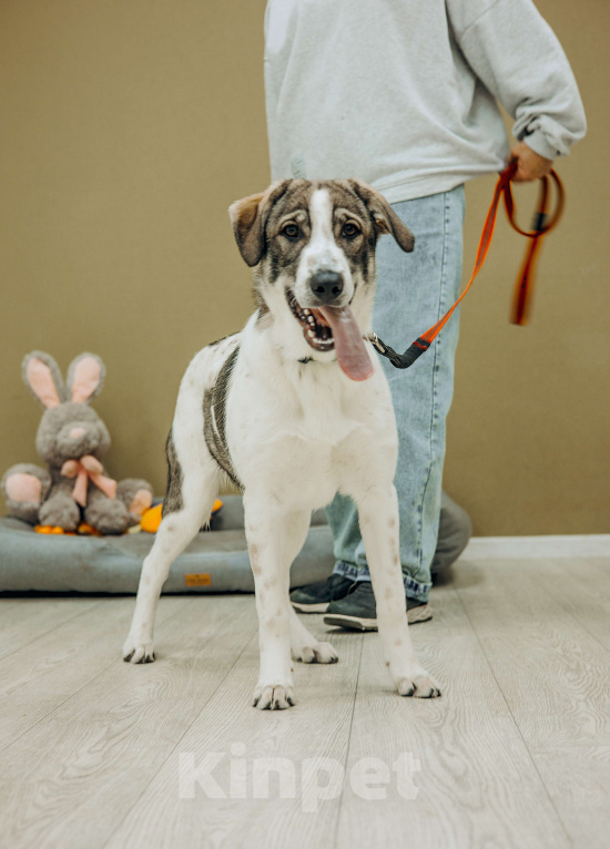 Собаки в Москве: Щенки бесплатно в Москве Девочка, Бесплатно - фото 3