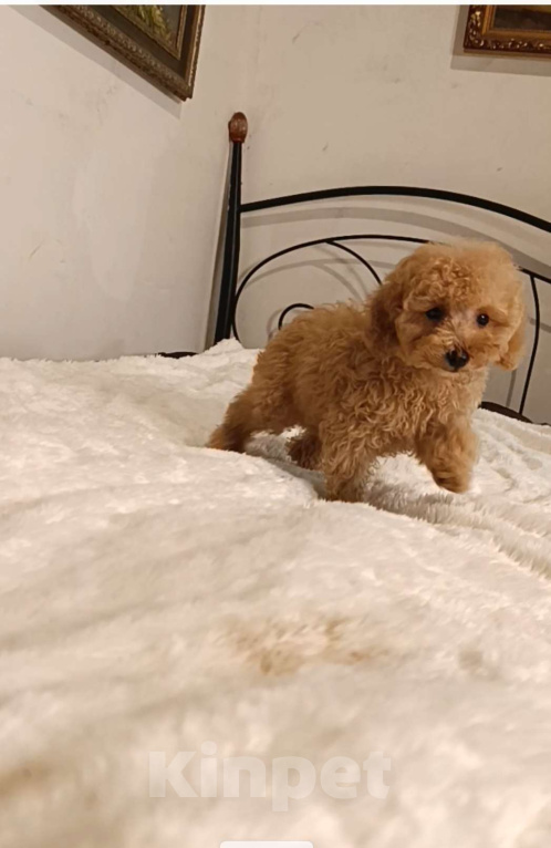 Собаки в Москве: Щенки Той-пуделя Мальчик, 65 000 руб. - фото 3